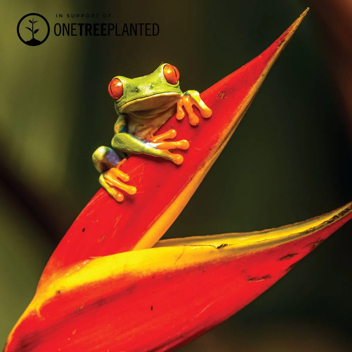 Tree Frog Links | Original Kismet Bracelet | Green x Silver